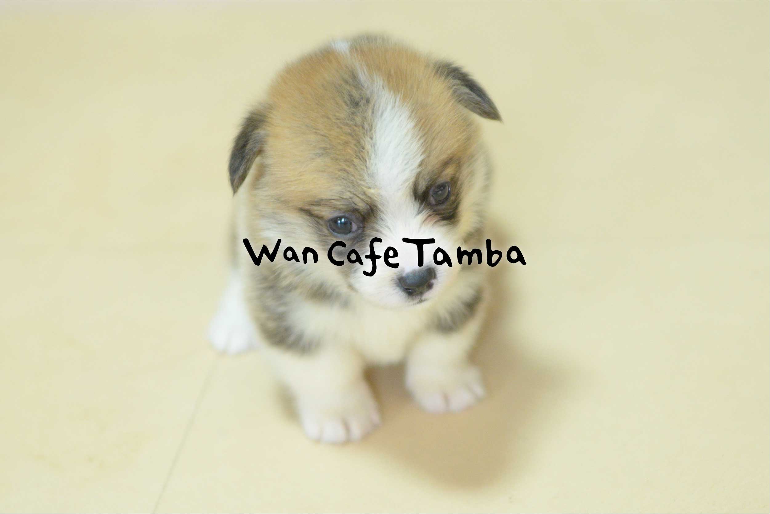 ワンカフェ丹波 Wan Cafe Tamba – ワンカフェ丹波 Wan Cafe Tambaは